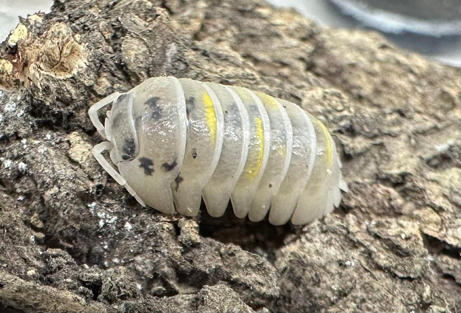 Armadillidium