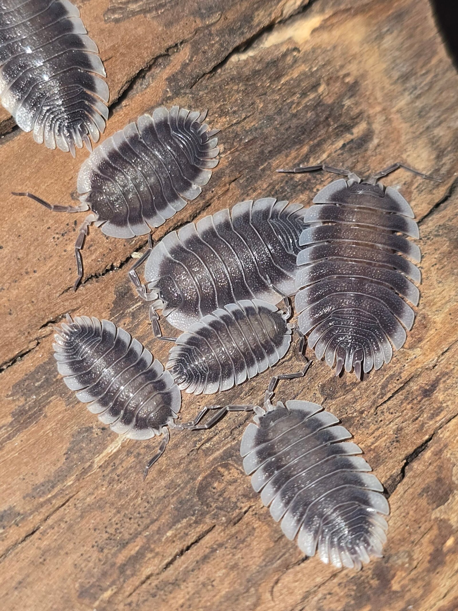 Porcellio