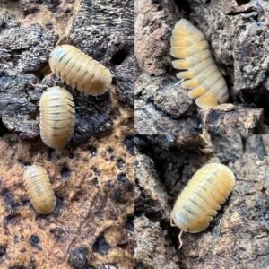 3244a4dc 7a6c 436f 9828 bfff1ebef763