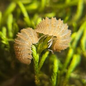 10+ Ct Pineapple Spiky img 9304
