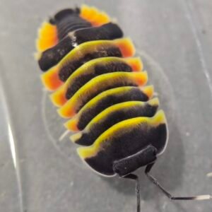 cropped 20250428 143252 scaled 2.jpg