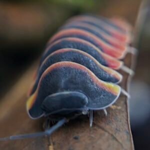 cropped 20250428 220210 scaled 2.jpg