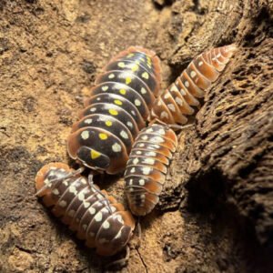 cropped 4b119ce3 9fda 41e5 8996 a121727f986b 1.jpeg