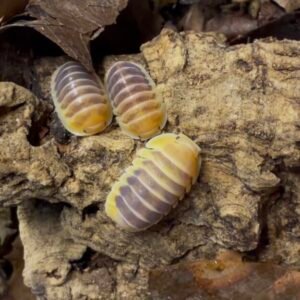 cropped img 0068 1.jpeg