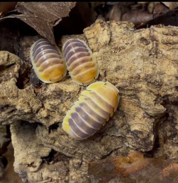 cropped img 0068 1.jpeg cropped img 0068 1.jpeg