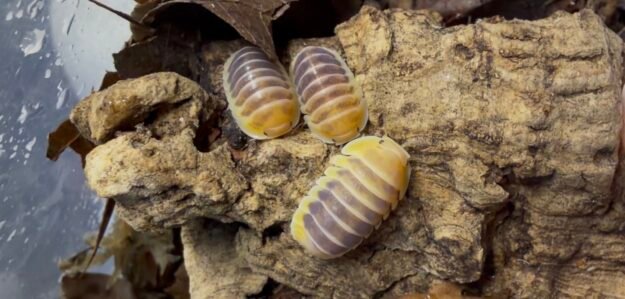 cropped img 0068.jpeg