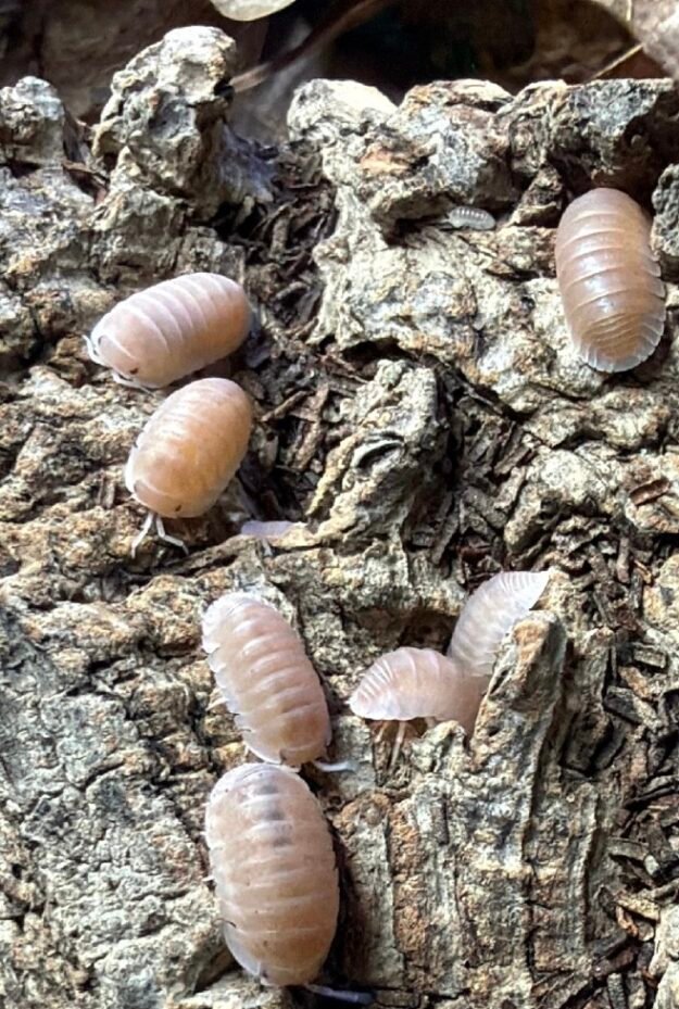 cropped img 1950 1.jpeg cropped img 1950 1.jpeg