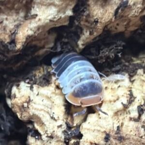 cropped img 2007 scaled 2.jpeg