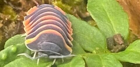 cropped img 4815 rotated 1.jpg