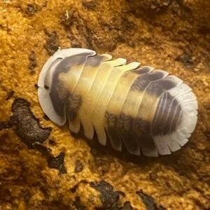 cropped img 5049 rotated 1.jpg