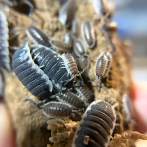 cropped sevilla.webp