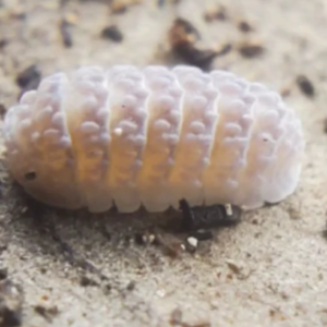 cropped boqueron.png