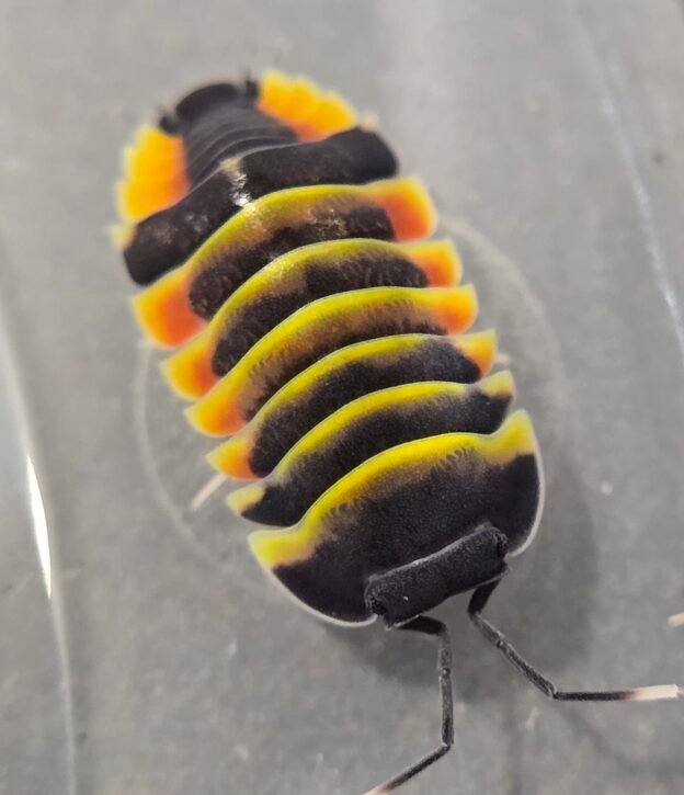 cropped cropped 20250428 143252 scaled 2.jpg cropped cropped 20250428 143252 scaled 2.jpg