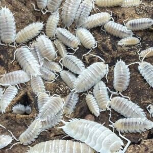 Porcellio Hoffmannseggii White Out - 10 + 2 count cropped cropped cropped img 2011 scaled 1.jpeg