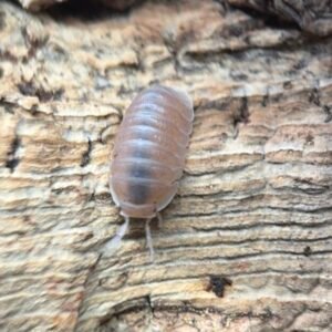 cropped cropped cropped cropped img 1970 1.jpeg