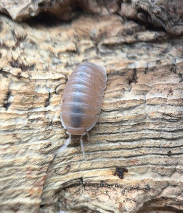 cropped cropped cropped cropped img 1970 1.jpeg cropped cropped cropped cropped img 1970 1.jpeg