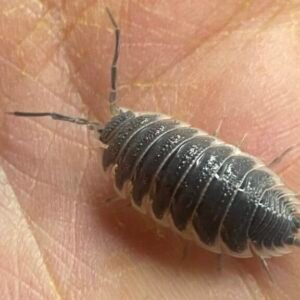 Porcellio Hoffmannseggi “mixed” 12+ Count cropped cropped cropped cropped cropped cropped cropped img 1175 1 1.jpg