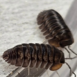 cropped cropped cropped ishigaki3.png