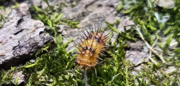 cropped cropped durian1.png