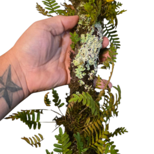 cropped cropped fern stick.webp