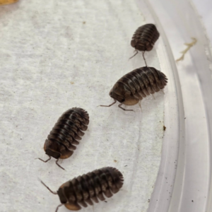 cropped ishigaki4.png