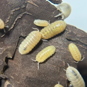 cropped t albino.webp