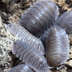 cropped trogsoil 1.jpeg