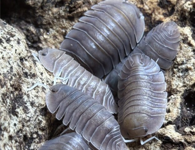 cropped trogsoil 1.jpeg cropped trogsoil 1.jpeg