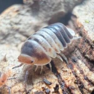 cropped whiteshark1.jpeg