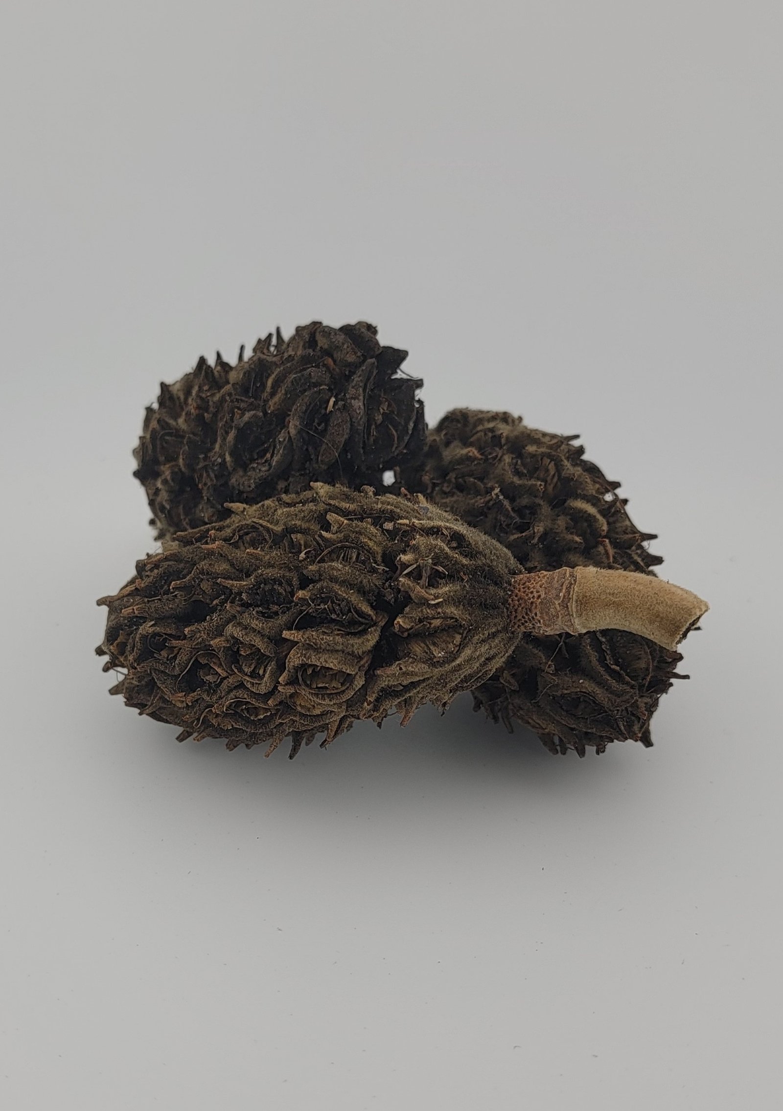 20250123 110132 20250123 110132