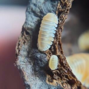 985c6273 7330 41f9 b550 0cb72edbaac1