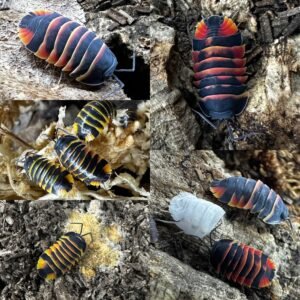 d7394709 af0b 418a 8786 3da345b0834c