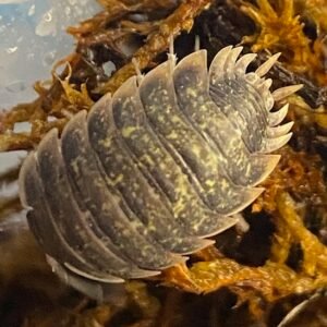 Porcellio Flavomarginatus "Crete" 10+ count img 1988