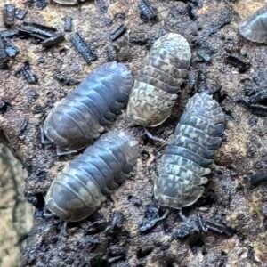 Filipinodillo sp Cordova 10 count img 3191