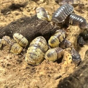 10+ Ct Cordova img 7127