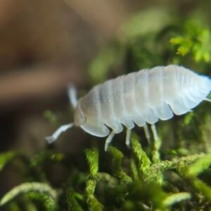 50+ Ct Cubaris Glacier img 9303