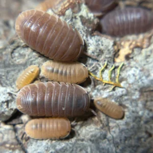 50 Ct Bundle | 25 Ct Cubaris Murina Mamey / 25 Ct Cubaris Murina Glacier mamey