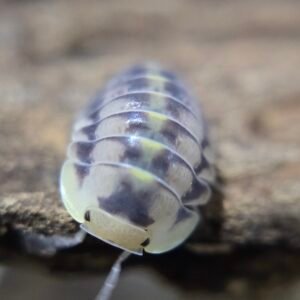 resized 20250615 132115