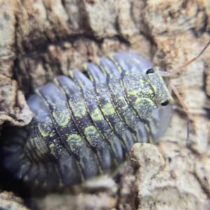 resized 20250616 050037