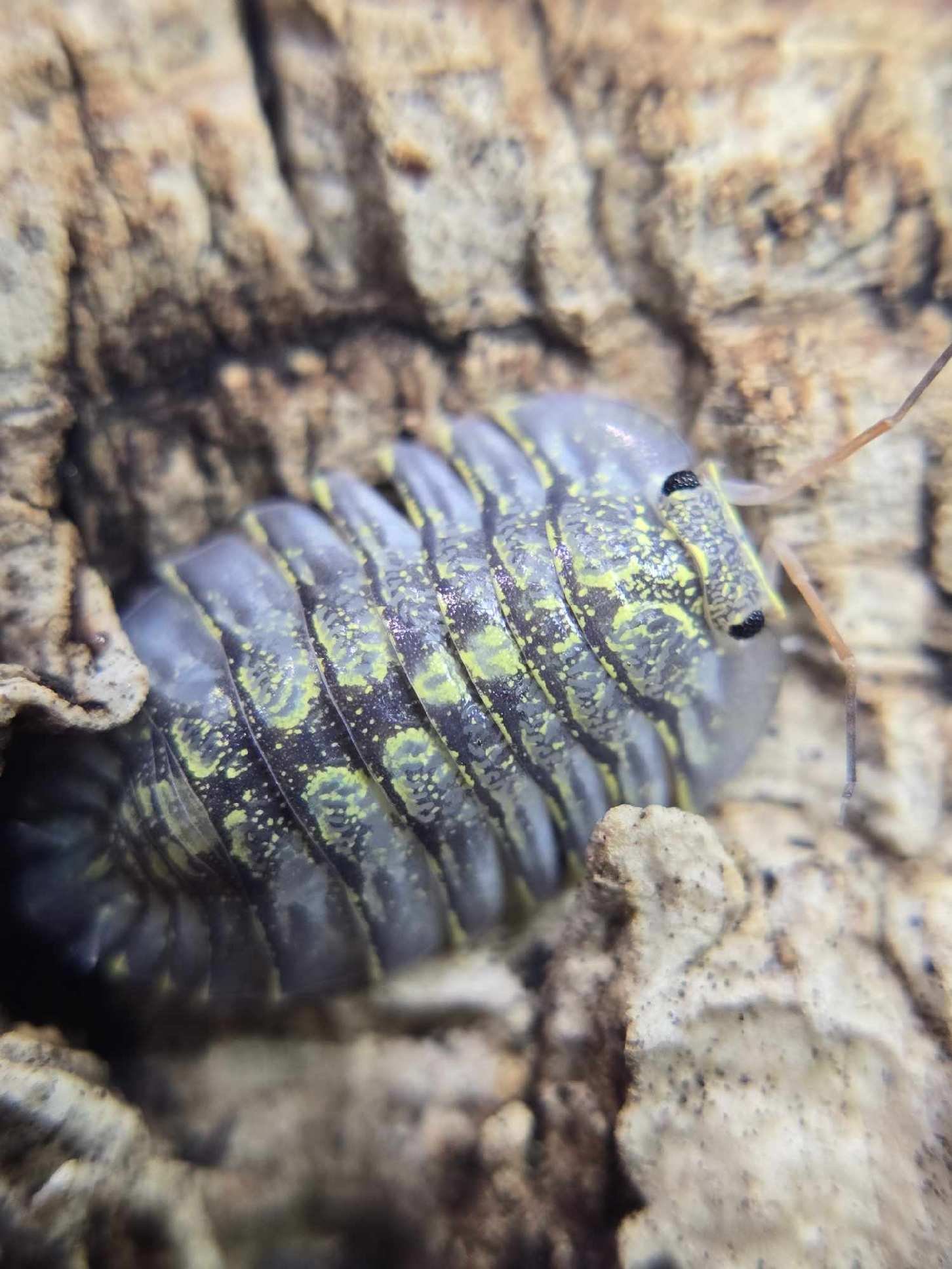 resized 20250616 050037 resized 20250616 050037