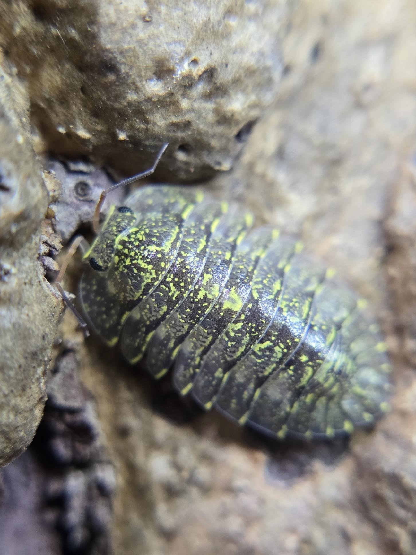 resized 20250616 050334 resized 20250616 050334