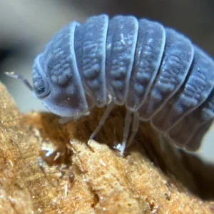 tuberculatus
