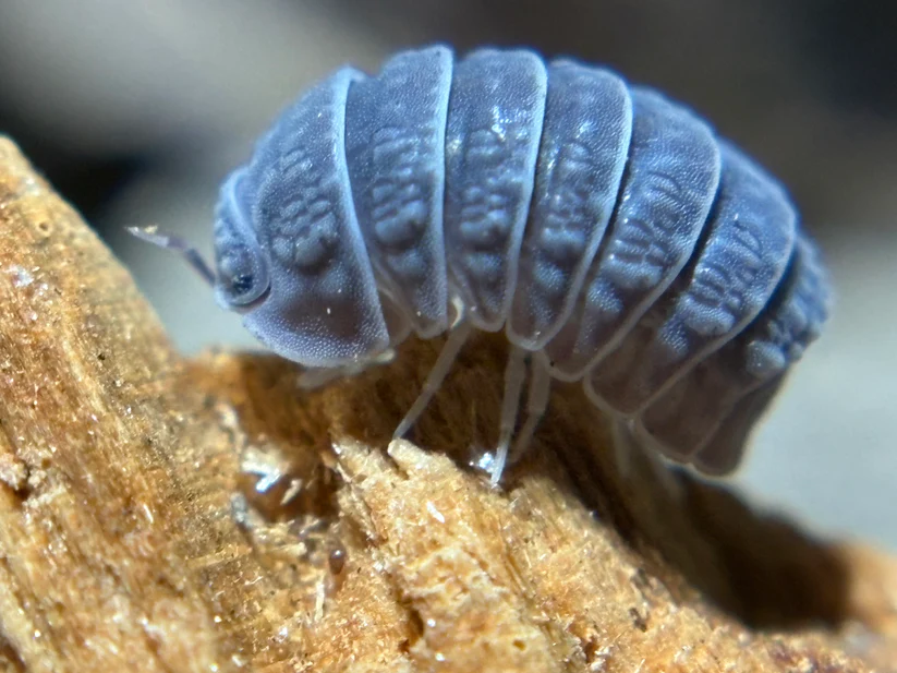 tuberculatus tuberculatus