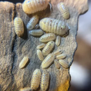 30 Ct Armadillidium Vulgare Magic Potions | 15 American/ 15 Japanese american potion