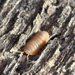 20 Ct Cubaris Murina Anemone anemone