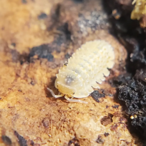 cristarmadillidium