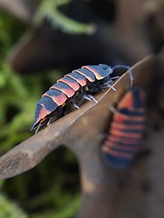 cropped 1000018988 scaled 1.jpg cropped 1000018988 scaled 1.jpg