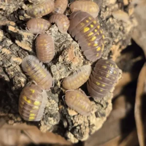 cropped 20250818 203116.webp