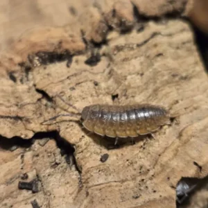 cropped 20250818 203336.webp