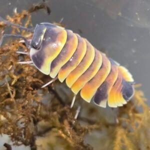 cropped 20251222 175442 scaled 1.jpg